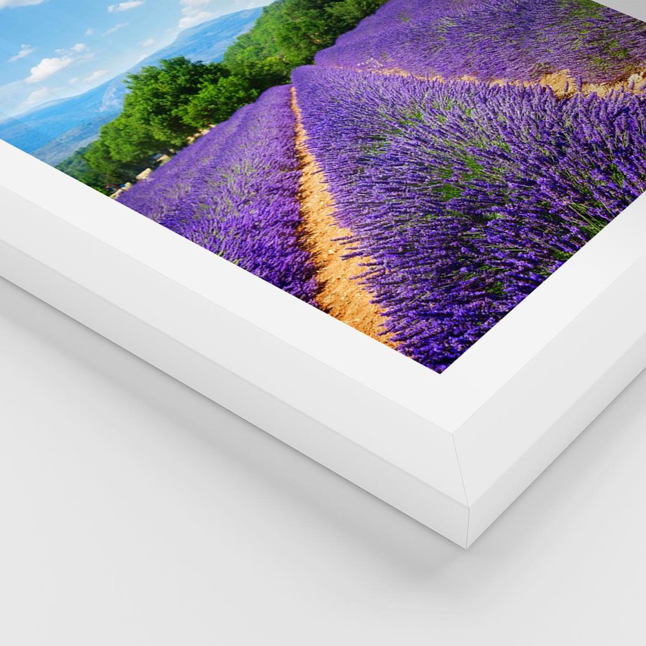Plakat w ramie 30x40 - Prowansalska Lawenda - lawenda, prowansja - rama biała
