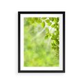 Plakat w ramie 30x40 - Zielone liście natury - liści, zieleń - rama czarna