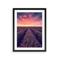 Plakat w ramie 30x40 - Różowe Niebo nad Polami - pola lawendy, zachód słońca - rama czarna