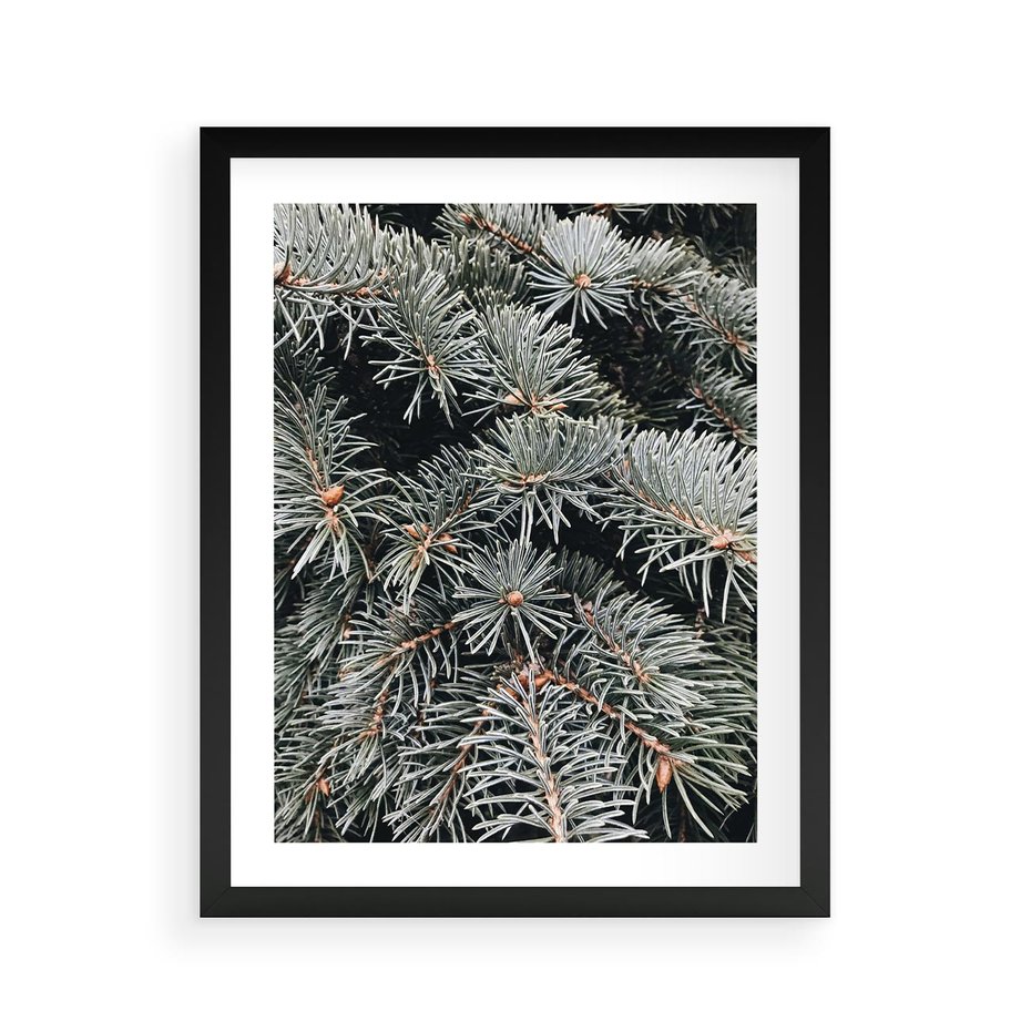 Plakat w ramie 40x50 - Zima na Gałęziach - sosnowe gałęzie, igły - rama czarna