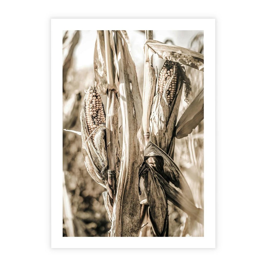 Plakat bez ramy 30x40 - Retro Pole Kukurydzy - retro zdjęcie, sepia