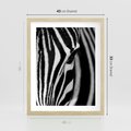 Plakat w ramie 40x50 - Pasy Zebr - zebra, paski - rama drewno