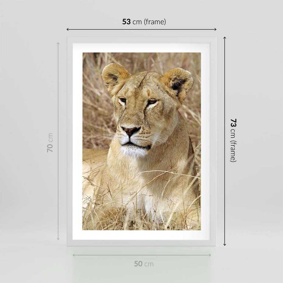 Plakat w ramie 50x70 - Potęga lwów w Afryce - lew, lwica - rama biała
