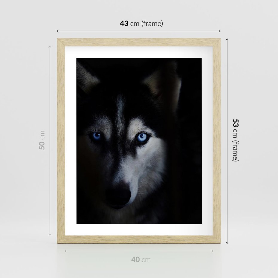 Plakat w ramie 40x50 - Wilk i husky: siła przyjaźni - wilk, husky - rama drewno