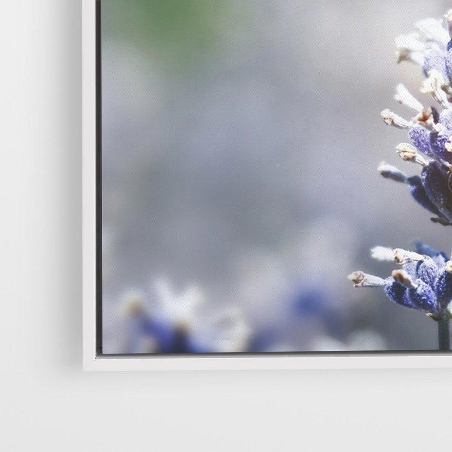 Obraz w ramie 120x80 - Delikatna Uroda Natury - wrzosy, fiolet - rama biała