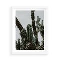 Plakat w ramie 50x70 - Boho oaza wśród kaktusów - kaktusy, pustynia - rama biała