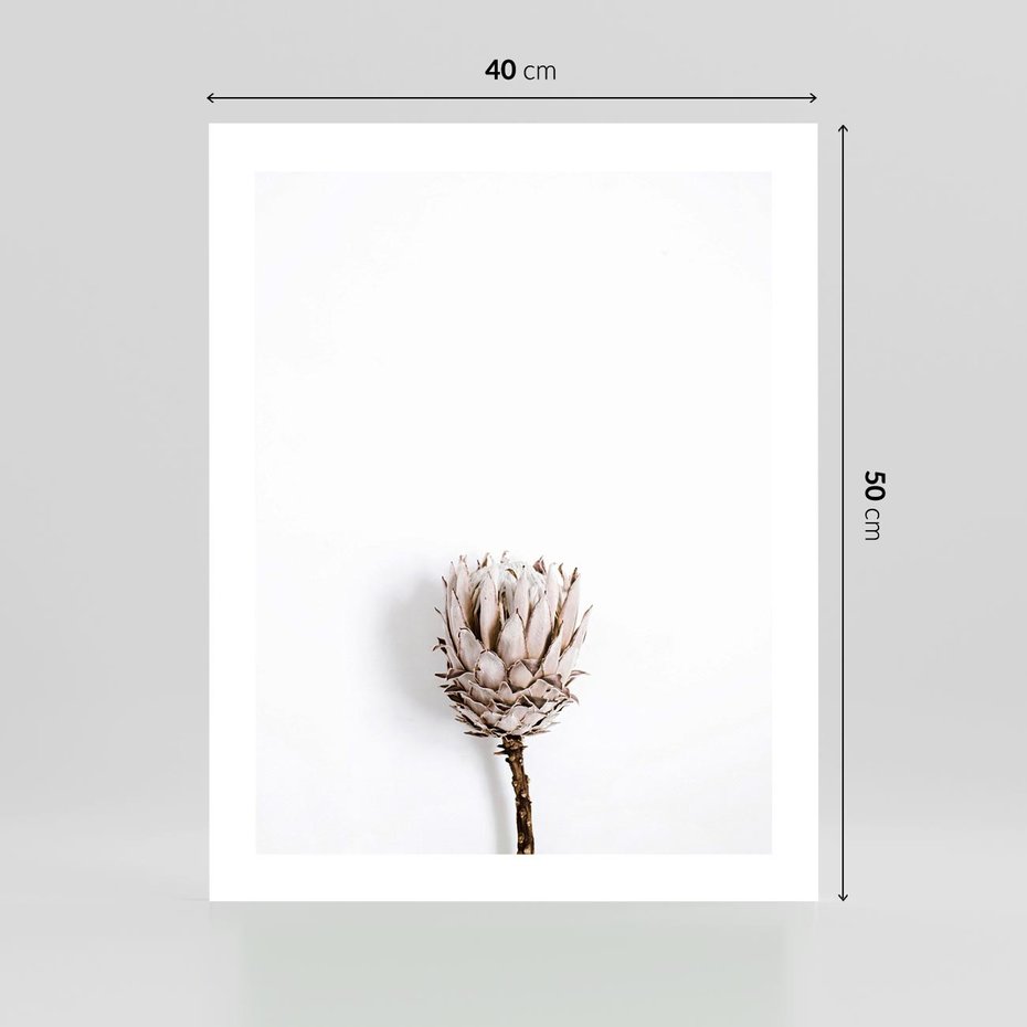 Plakat bez ramy 40x50 - Suszona Roślina na Białym Tle - minimalizm, suszona roślina