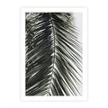 Plakat bez ramy 50x70 - Liść Palmy: Egzotyczny Detal Natury - palma, liść palmy
