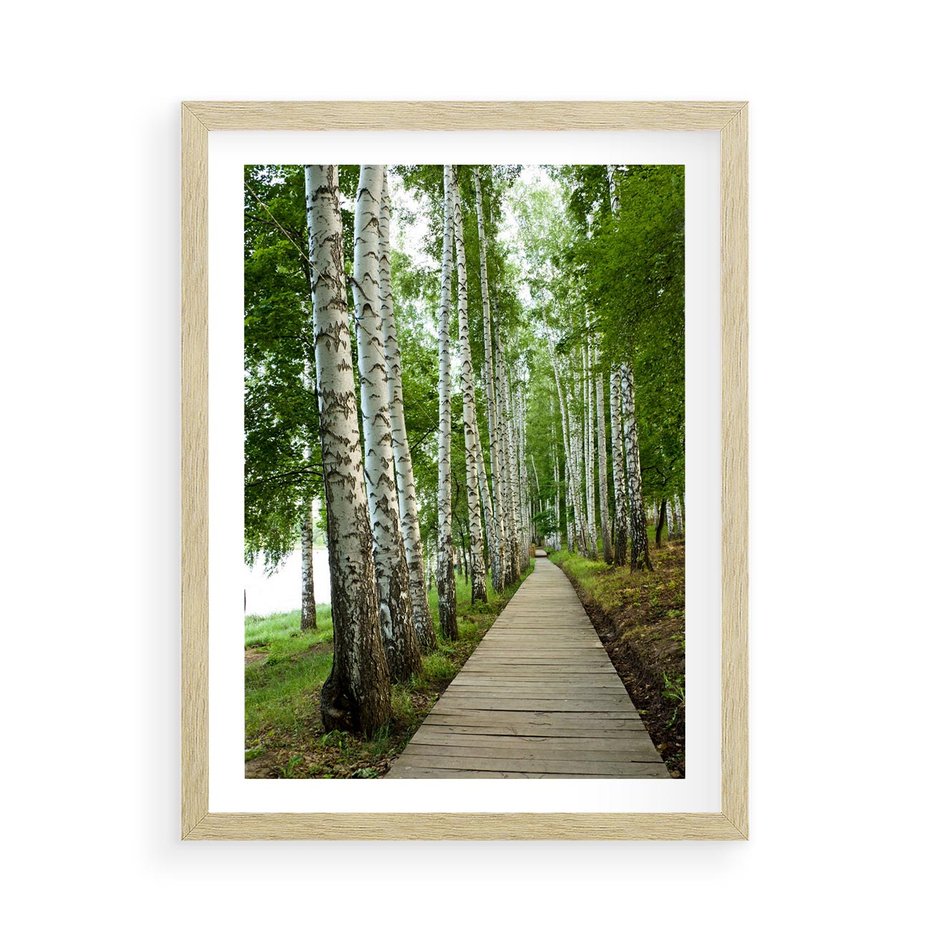 Plakat w ramie 50x70 - Spacer ścieżką przez brzozowy las - las, ścieżka - rama drewno