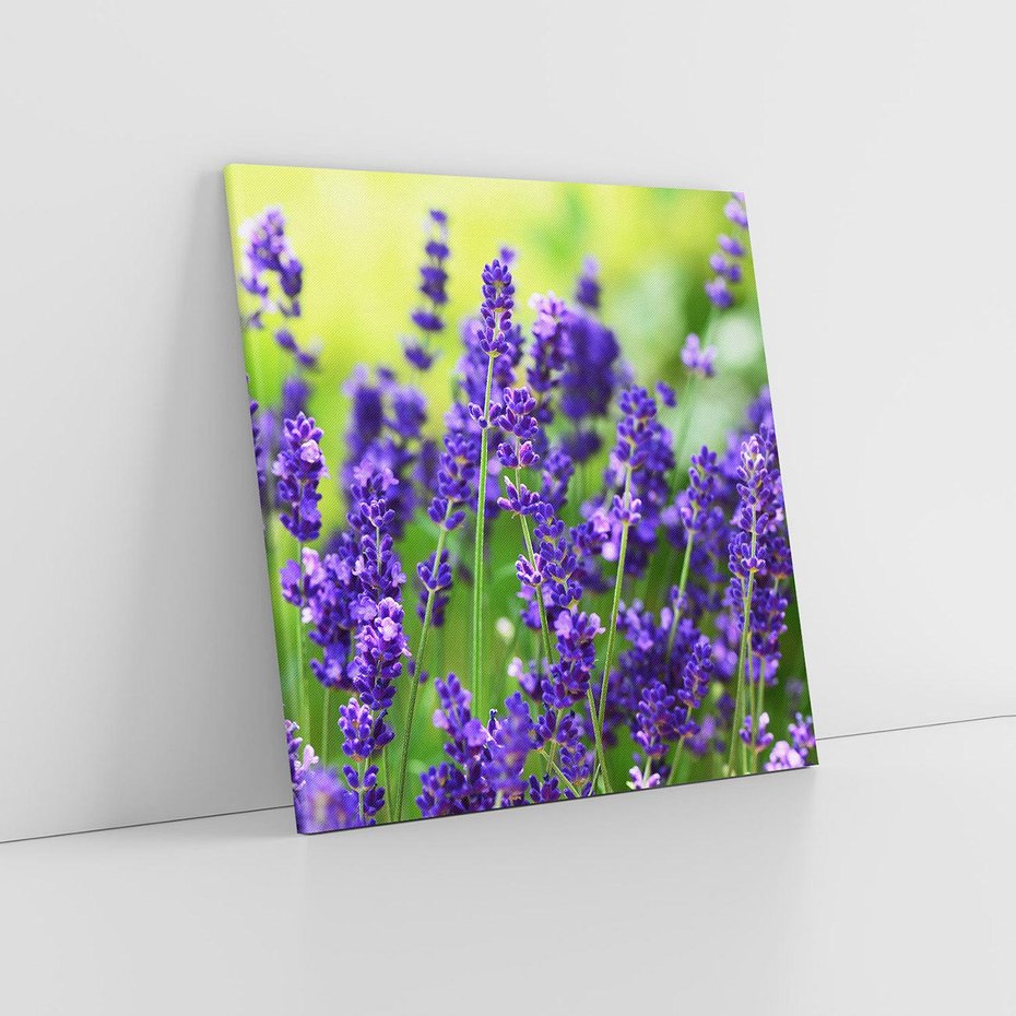 Obraz na płótnie 40x40 - Elegancka lawenda w pełnym rozkwicie - lawenda, kwiaty