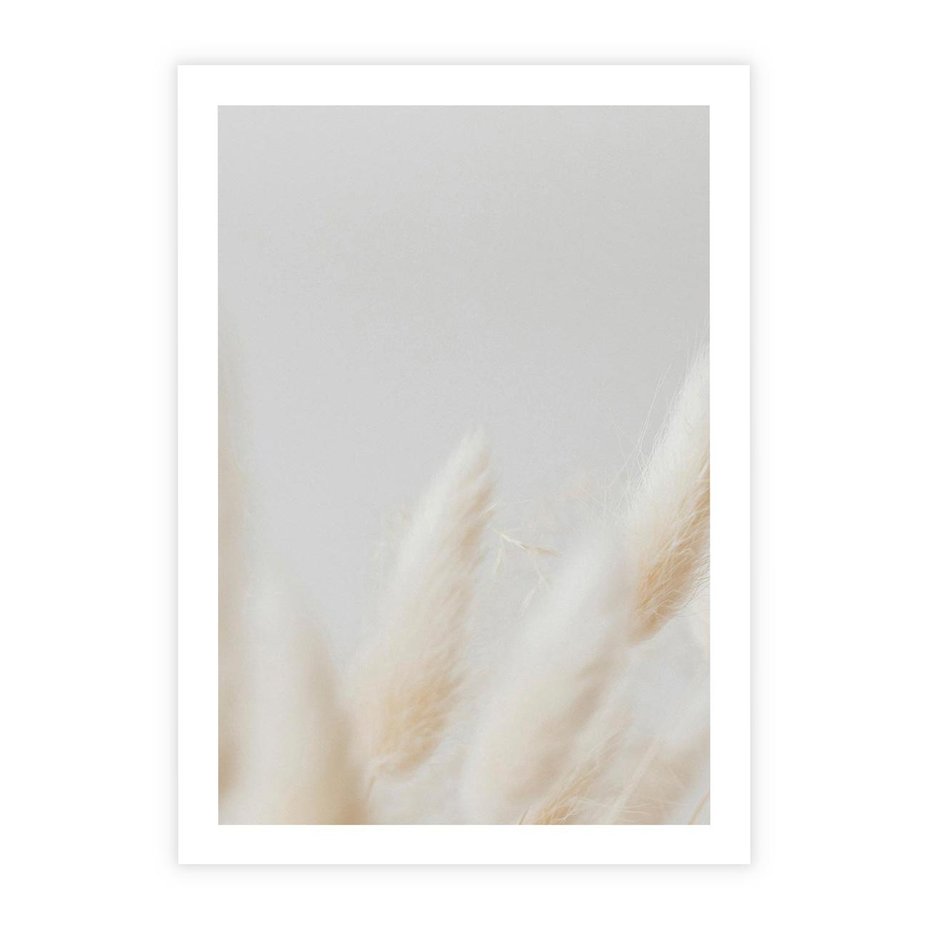 Plakat bez ramy 40x50 - Biały Spokój - białe trawy, suche trawy pampas