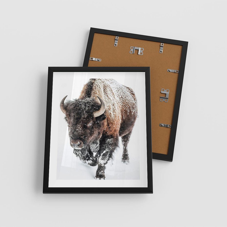 Plakat w ramie 40x50 - Zimowy Władca Puszczy - żubr, bizon - rama czarna