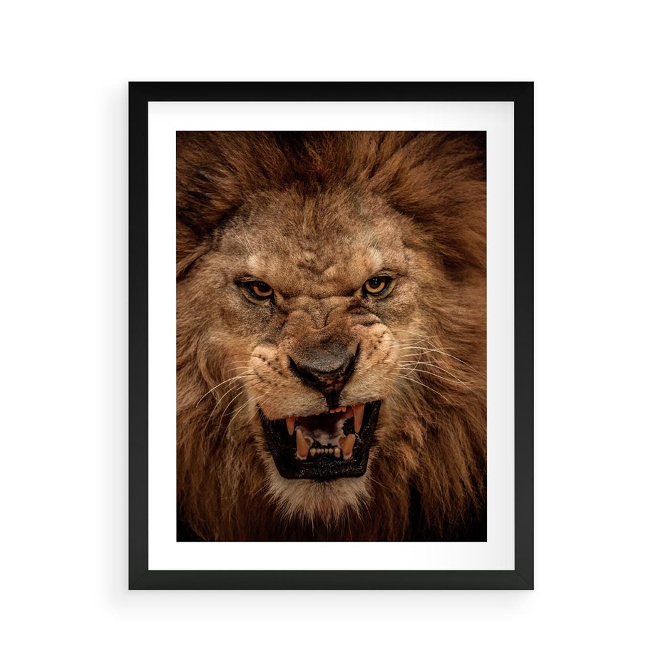 Plakat w ramie 40x50 - Władca Sawanny - lew, sawanna - rama czarna