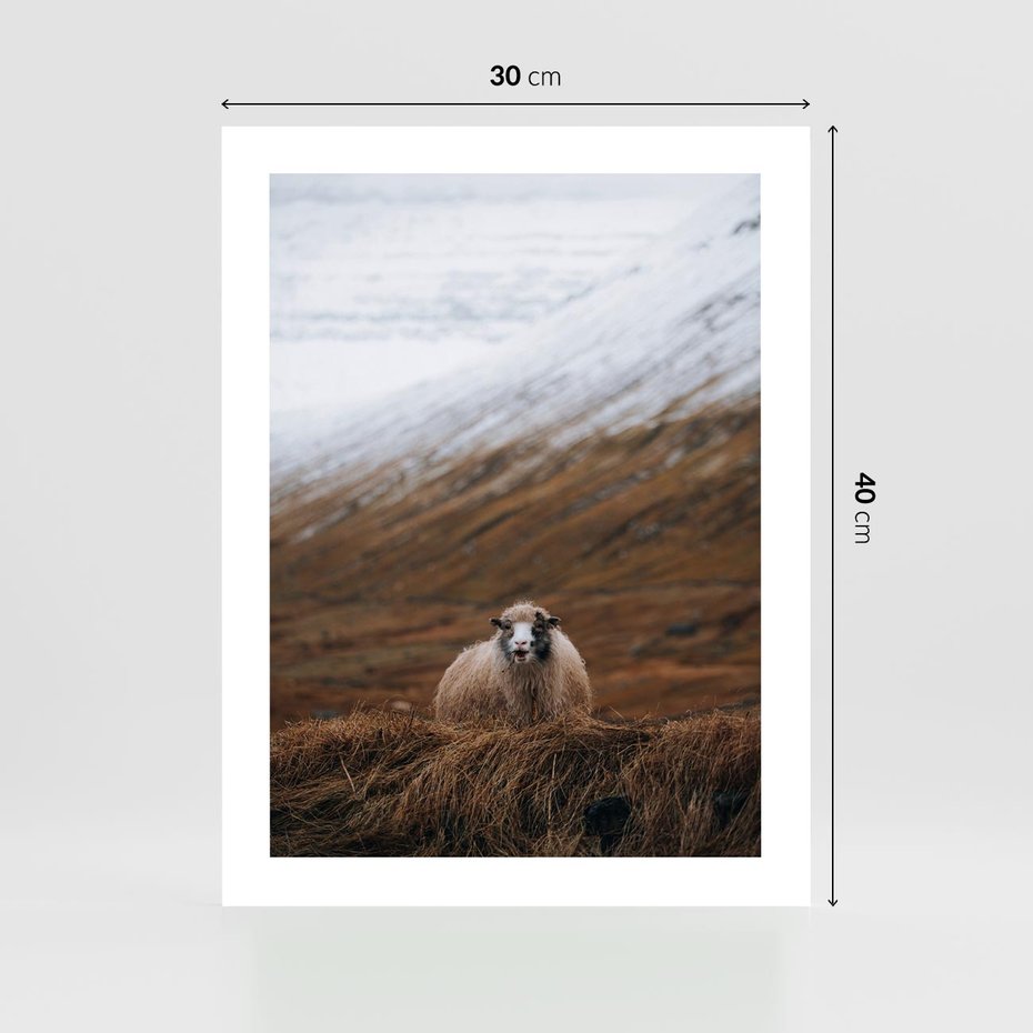 Plakat bez ramy 30x40 - Owiecka panorama - góry, owca