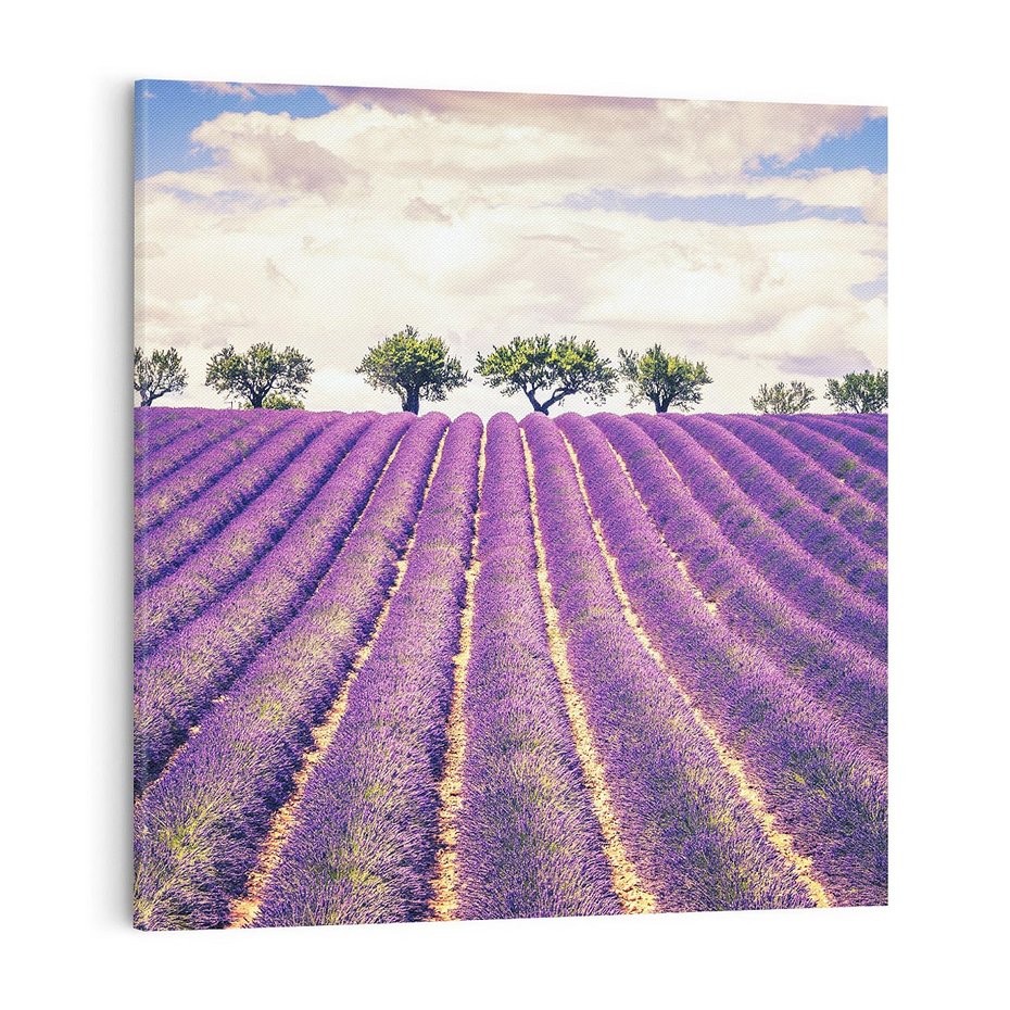 Obraz na płótnie 70x70 - Uroda Lawendy: Kwiatowy Cud Natury - lawenda, kwiaty