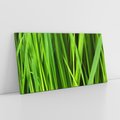 Obraz na płótnie 100x50 - Trawa w abstrakcji: natura przekształcona - trawa, abstrakcja