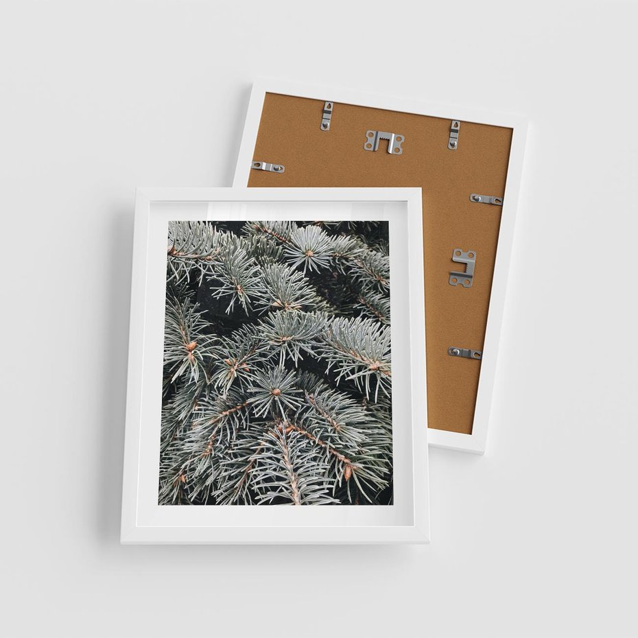 Plakat w ramie 40x50 - Zima na Gałęziach - sosnowe gałęzie, igły - rama biała