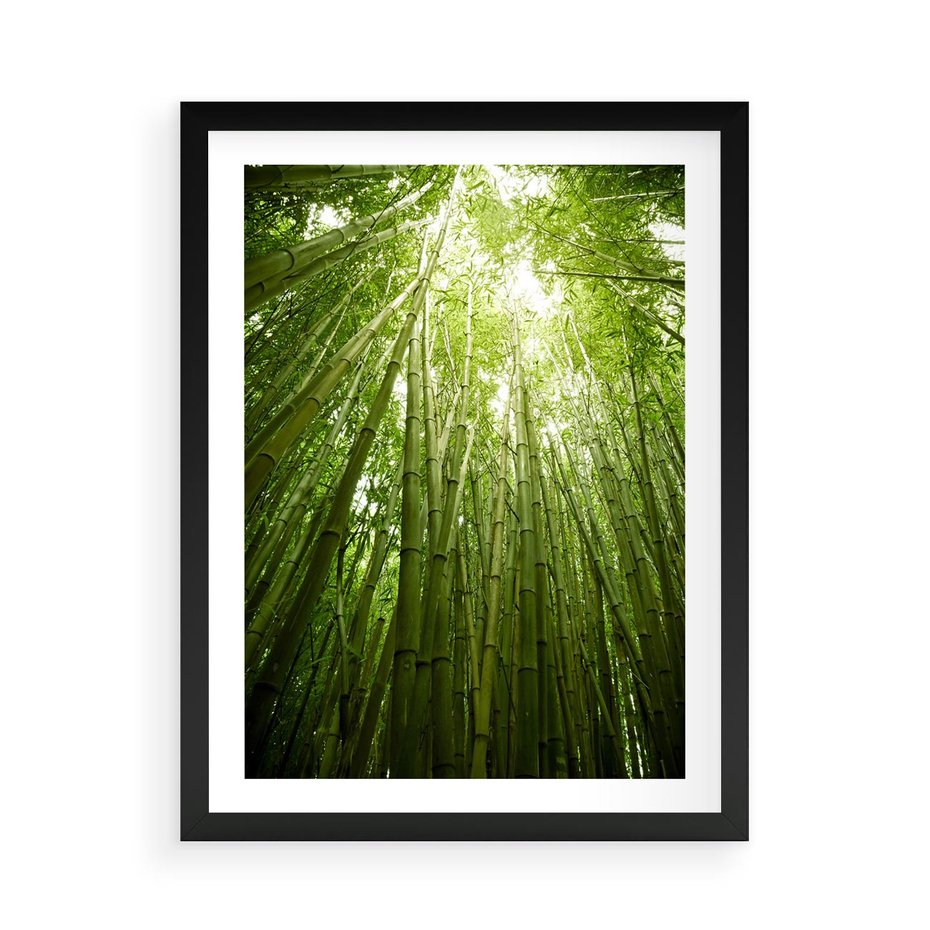 Plakat w ramie 50x70 - Siła Natury - drzewa, las - rama czarna
