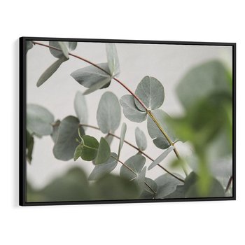 Obraz w ramie 100x70 - Liście eukaliptusa w naturze - eukaliptus, liście - rama czarna