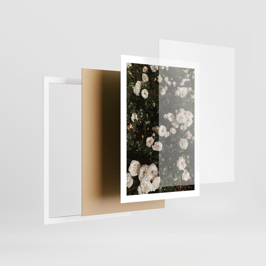 Plakat w ramie 50x70 - Czyste Piękno - białe kwiaty, białe róże - rama biała