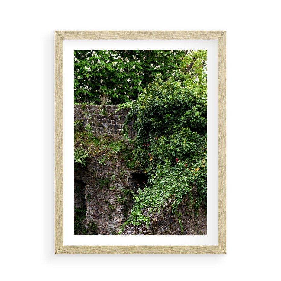 Plakat w ramie 50x70 - Żywiołowa Zieleń - mur, liście - rama drewno