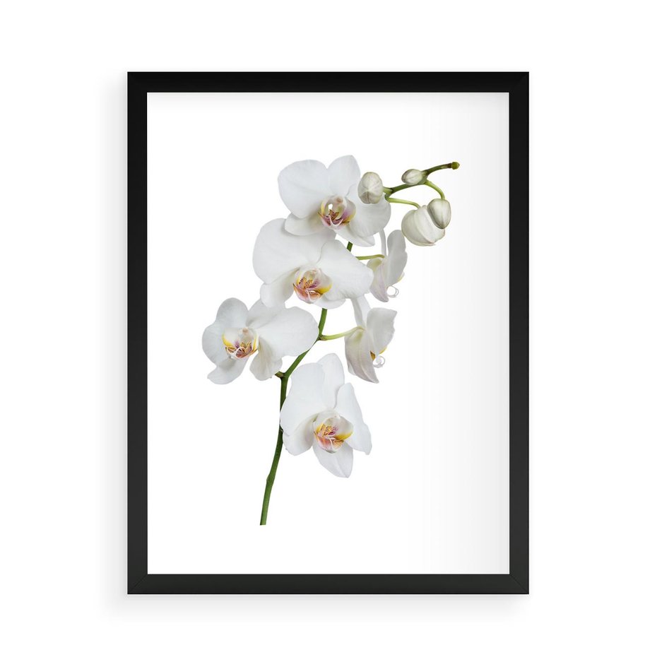 Plakat w ramie 50x70 - Ekskluzywny Relaks - storczyk, spa - rama czarna