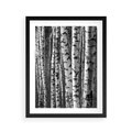 Plakat w ramie 40x50 - Kontrast Monochromatyczny - brzozy, czarno - rama czarna