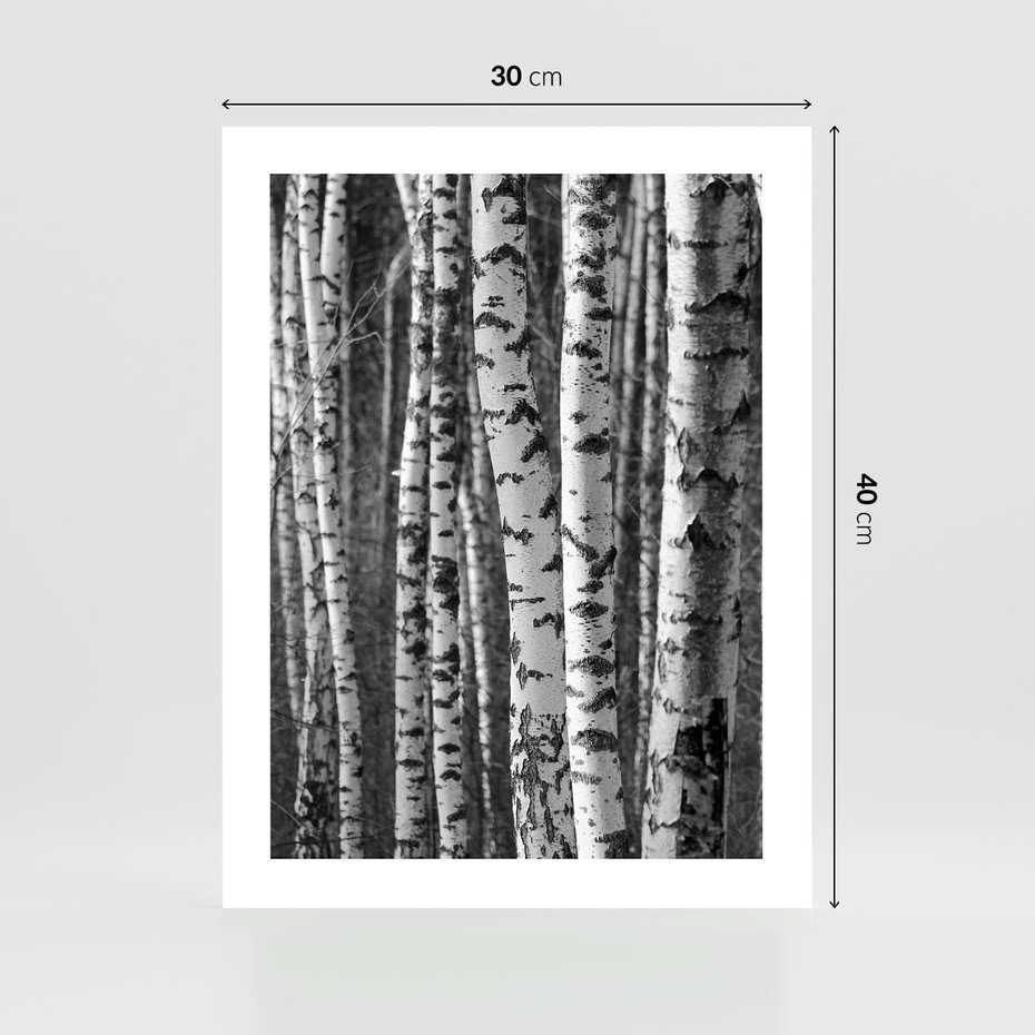 Plakat bez ramy 30x40 - Kontrast Monochromatyczny - brzozy, czarno
