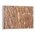Obraz w ramie 70x50 - Mistrzowskie suche trawy - suche, trawy - rama biała