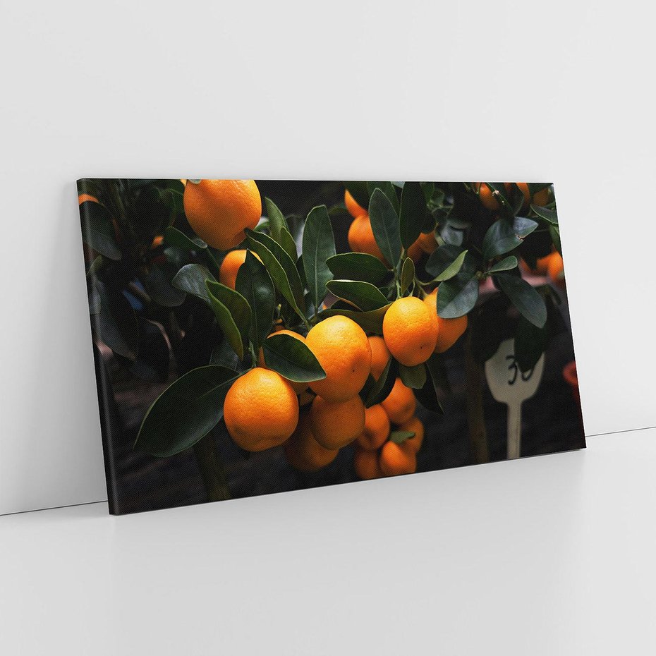 Obraz na płótnie 100x50 - Mandarynki Drzewko Urodzaju - mandarynki, drzewko