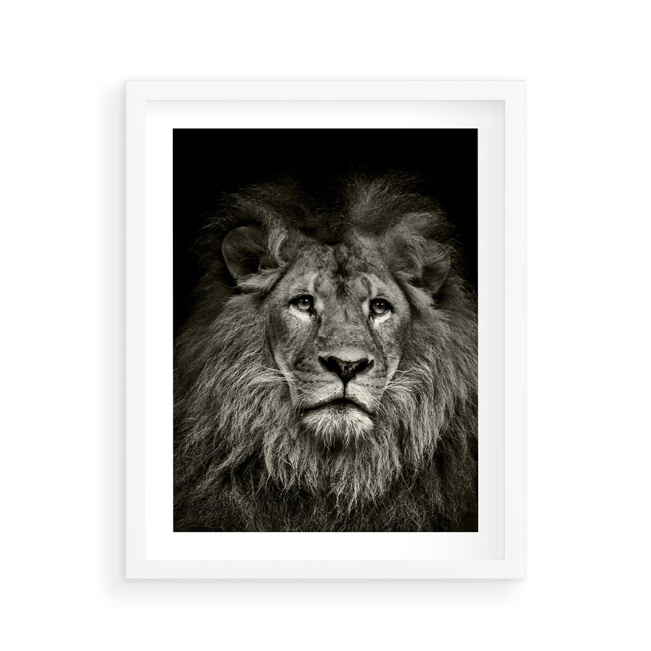 Plakat w ramie 40x50 - Moc lewego spojrzenia - lew, czarno - rama biała