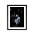 Plakat w ramie 30x40 - Wilk i husky: siła przyjaźni - wilk, husky - rama czarna