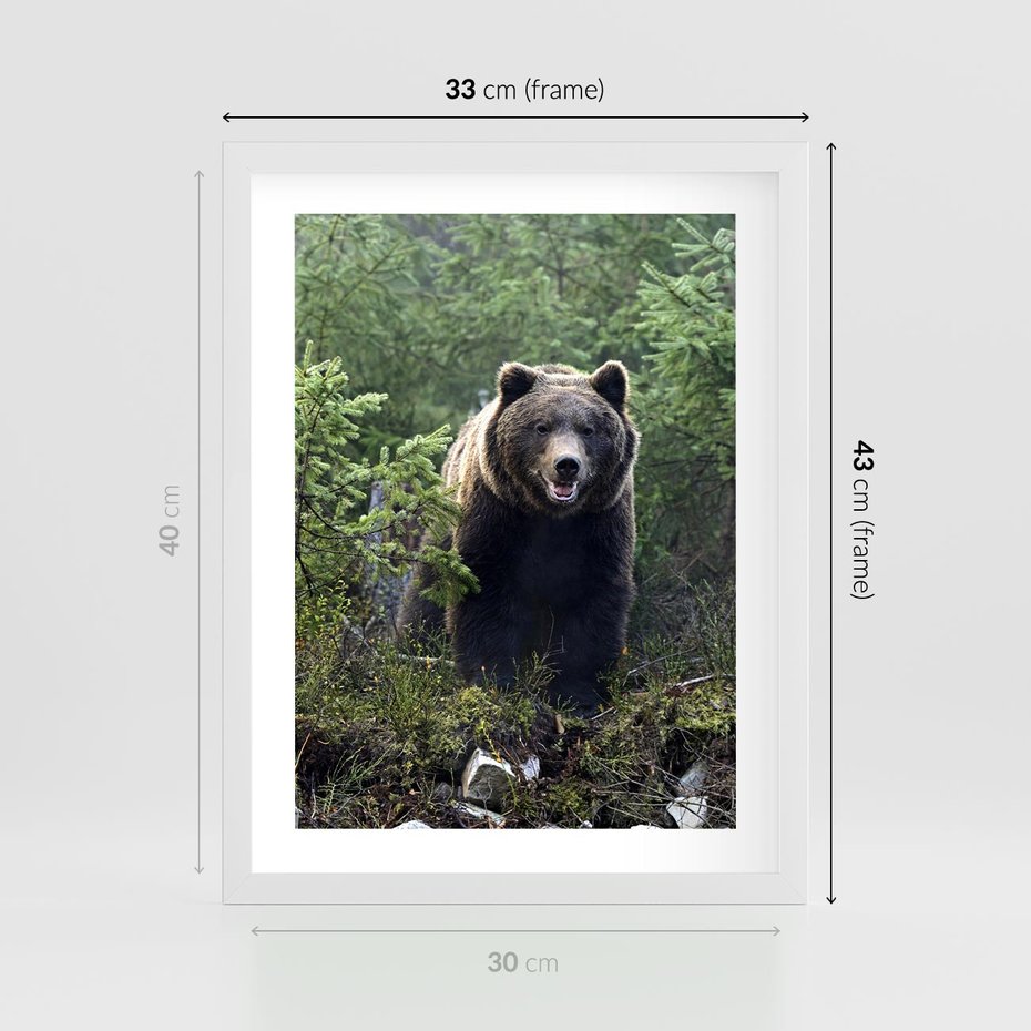 Plakat w ramie 30x40 - Spotkanie z Niedźwiedziem w Lesie - niedźwiedź, las - rama biała