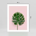 Plakat bez ramy 40x50 - Egzotyczna Roślinność - liście, monstera
