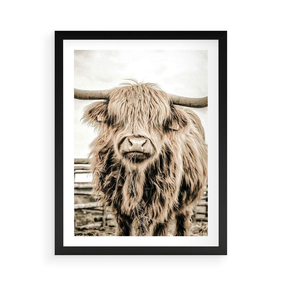 Plakat w ramie 50x70 - Klimat Wiejskiego Życia - amerykańska krowa, byk - rama czarna