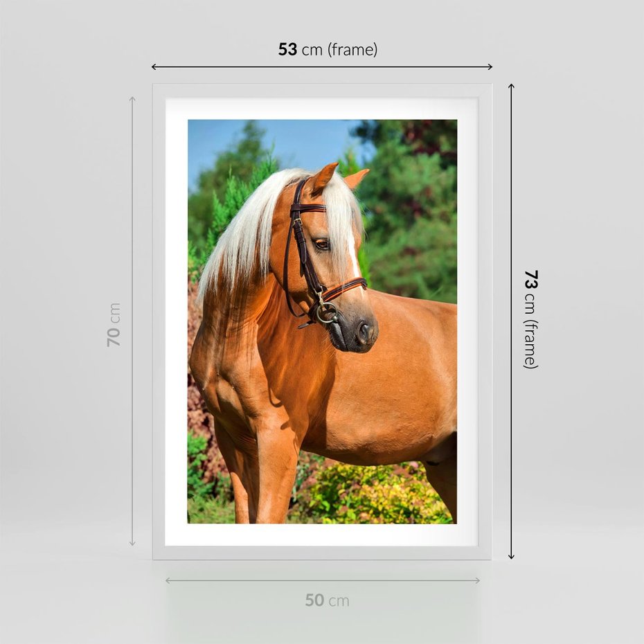 Plakat w ramie 50x70 - Elegancki wierzchowiec - koń, portret - rama biała