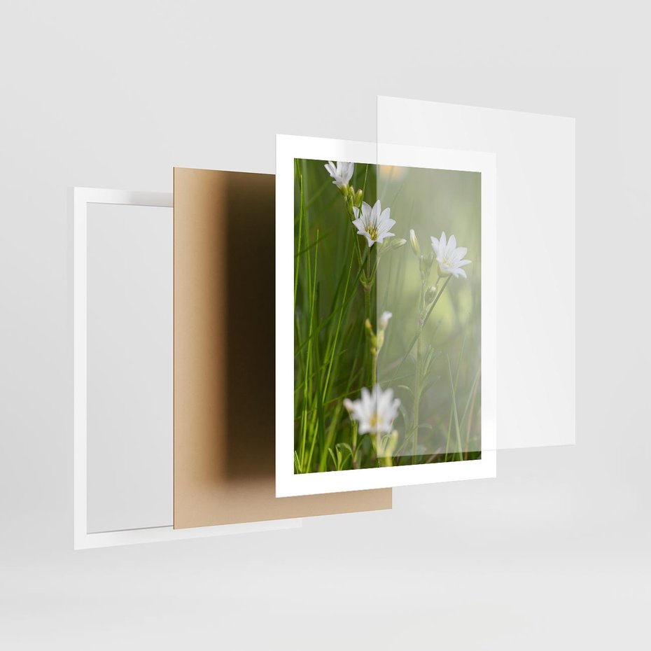 Plakat w ramie 40x50 - Kolorowa łąka - stokrotki, łąka - rama biała