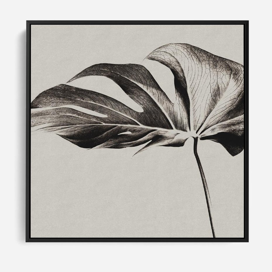 Obraz w ramie 50x50 - Szepczący Liść - szkic, czarno biały - rama czarna