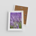 Plakat w ramie 30x40 - Urok lawendy - lawenda, kwiaty - rama biała