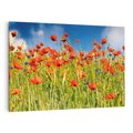 Obraz na płótnie 100x70 - Delikatne maki na kolorowej łące - mak, maki