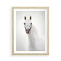 Plakat w ramie 50x70 - Elegancja białego konia - biały, koń - rama drewno