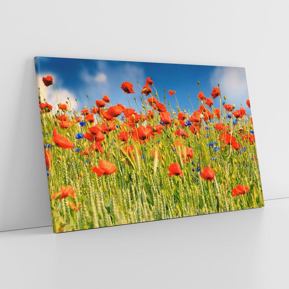 Obraz na płótnie 70x50 - Delikatne maki na kolorowej łące - mak, maki