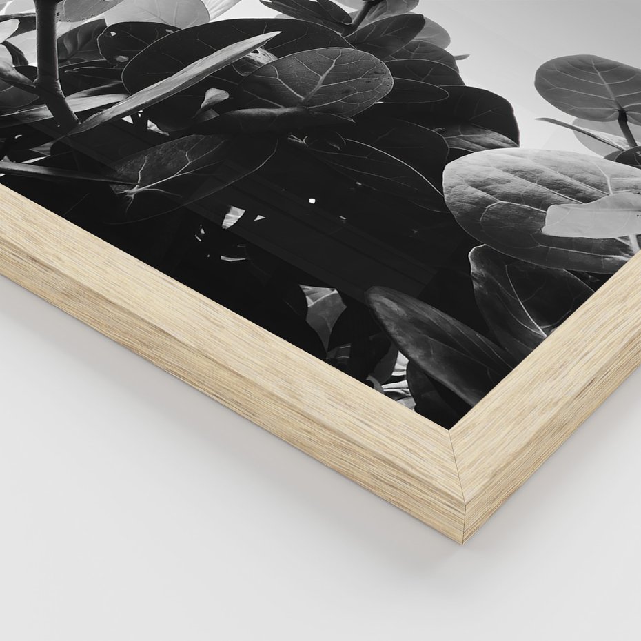 Zestaw obrazy w ramie 50x70 galeria - Liście, czarno, białe, palmy - rama drewno