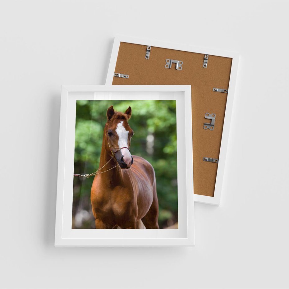 Plakat w ramie 40x50 - Portret Szlachetnego Konia - koń, portret - rama biała