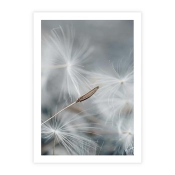 Plakat bez ramy 21x30 - Piękno w Delikatności - dmuchawiec, makro zdjęcie