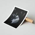 Plakat bez ramy 30x40 - Wilk i husky: siła przyjaźni - wilk, husky