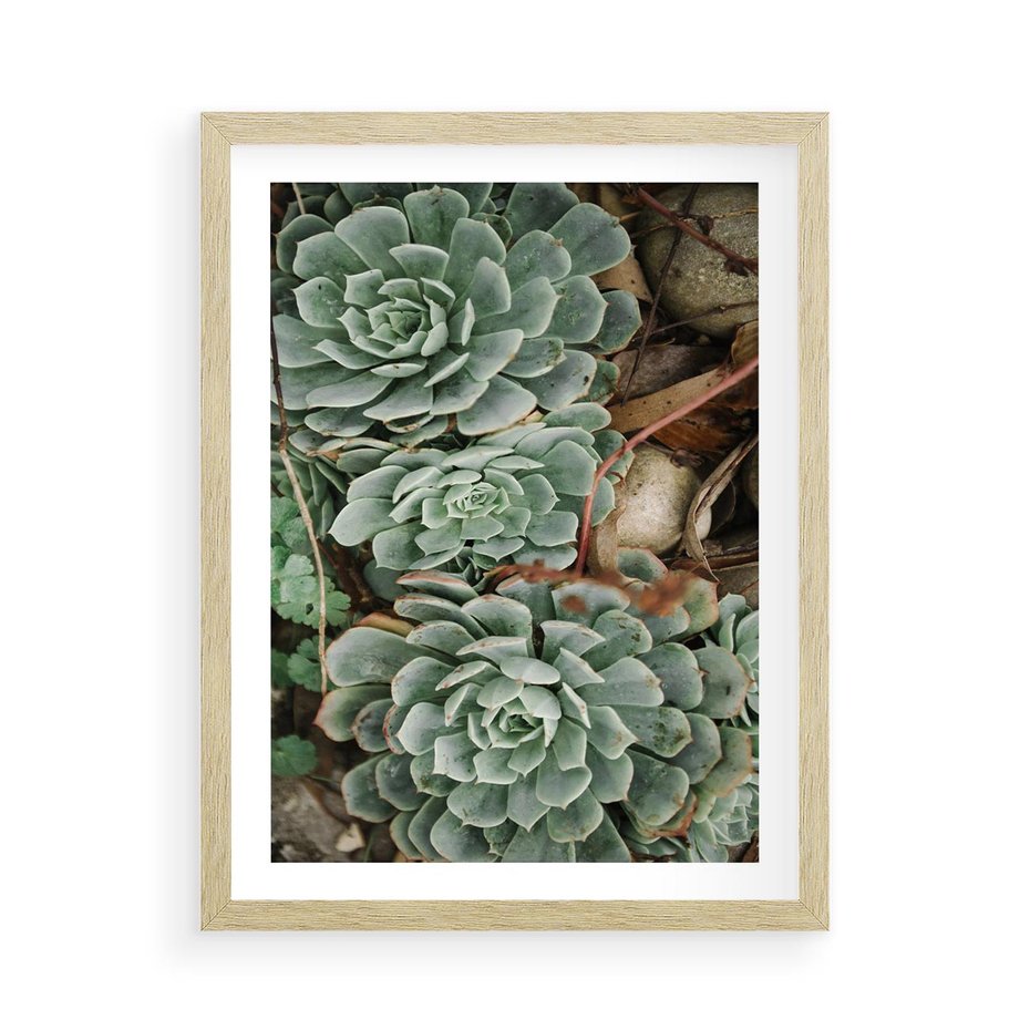 Plakat w ramie 50x70 - Zielona Uroda Sukulentów - sukulenty, zielone liście - rama drewno