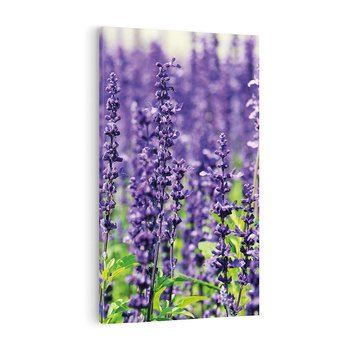 Obraz na płótnie 80x120 - Lawendowa Mgła - lawenda, kwiat