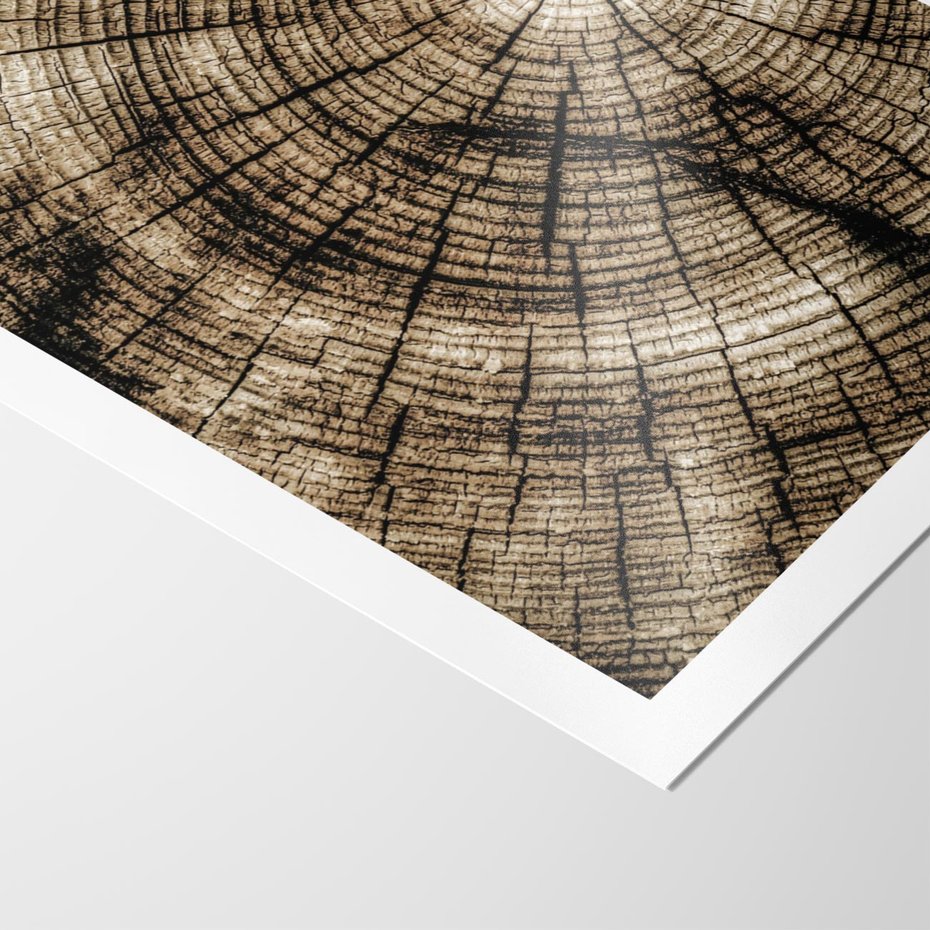 Plakat bez ramy 50x70 - Natura Pod Lupą - pień drzewa, przekrój