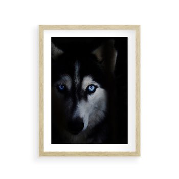Plakat w ramie 40x50 - Wilk i husky: siła przyjaźni - wilk, husky - rama drewno